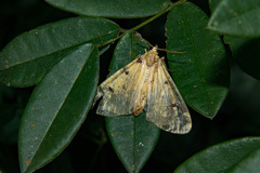 Lexis bipunctigera