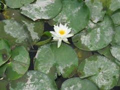 Nymphaea alba