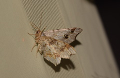 Macaria alternata