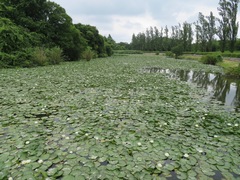Nymphaea alba