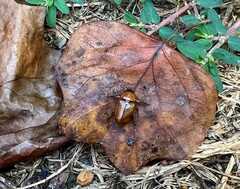 Cyclocephala borealis