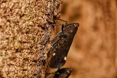 Penthicodes quadrimaculatus