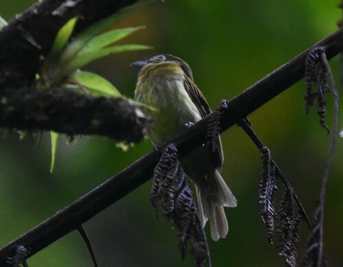 Fulvous-breasted Flatbill (Rhynchocyclus fulvipectus), photo 10