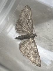 Eupithecia inturbata