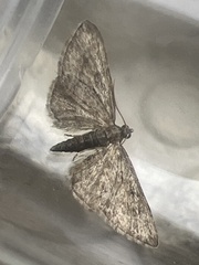 Eupithecia inturbata