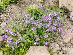 Vicia sosnowskyi