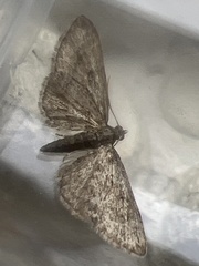 Eupithecia inturbata