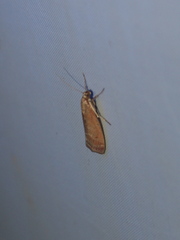 Syntonarcha iriastis