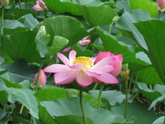 Nelumbo nucifera