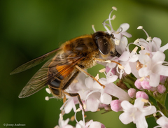 Eristalis pertinax