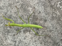 Tenodera sinensis