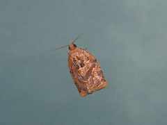 Adoxophyes privatana