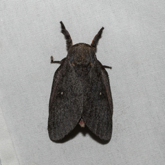 Gloveria arizonensis