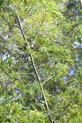 Guadua angustifolia