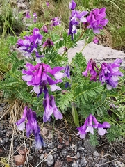 Vicia sosnowskyi