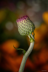 Cirsium rivulare