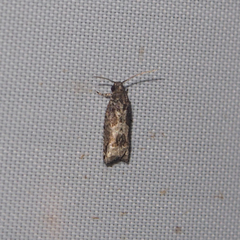 Dicephalarcha herbosa