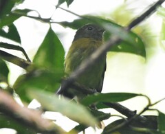 Rhynchocyclus fulvipectus