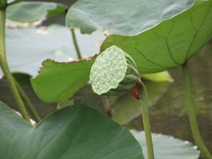 Nelumbo nucifera