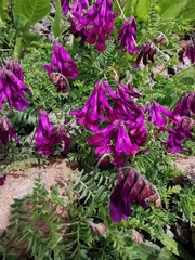 Vicia alpestris