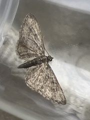 Eupithecia inturbata