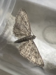 Eupithecia inturbata