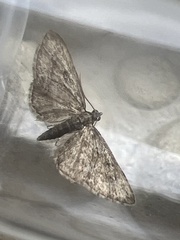 Eupithecia inturbata