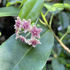 Hoya diversifolia