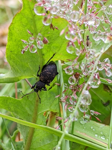 Black Vine Weevil photo 6