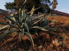 Agave americana