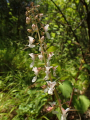 Plectranthus ciliatus