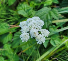 Angelica genuflexa