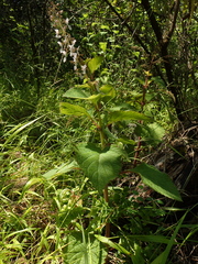 Plectranthus ciliatus
