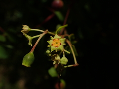 Helinus integrifolius