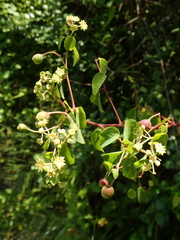 Helinus integrifolius