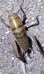 Ceuthophilus hesperus