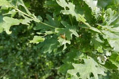 Tenthredopsis litterata
