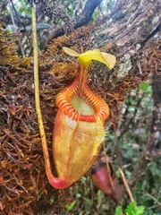 Nepenthes villosa