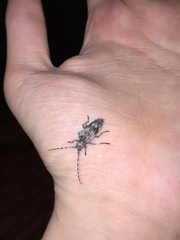 Tigrinestola tigrina