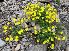 Potentilla gelida