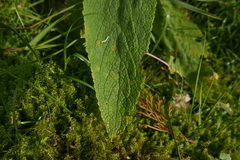 Peronospora digitalis