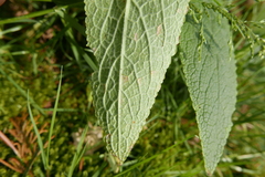Peronospora digitalis