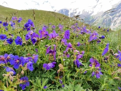 Geranium gymnocaulon
