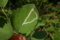 Aulagromyza hendeliana