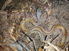 Xenochrophis maculatus