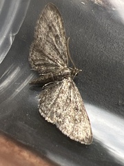 Eupithecia inturbata