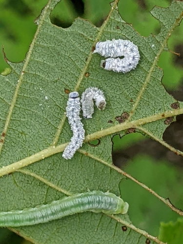 Alder Sawfly photo 6