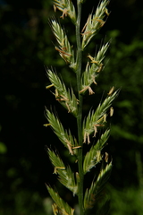 Thinopyrum elongatum