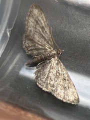 Eupithecia inturbata