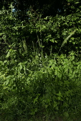 Thinopyrum elongatum